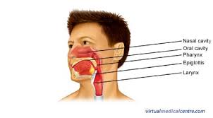 It is separated down the middle by the nasal septum, a piece of cartilage which shapes and separates the nostrils. Anatomy And Physiology Of The Nasal Cavity Inner Nose And Mucosa Myvmc