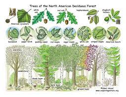 Maybe you would like to learn more about one of these? Deciduous Forests