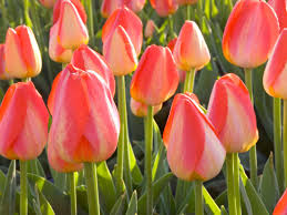Plant flower bulbs in clusters. Flowering Bulbs For Fall Planting Diy