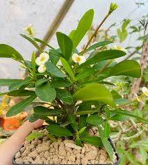 Image result for Commiphora pteleifolia