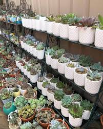 You want it to be 100% cactus juice, not from concentrate and organic is best. Where To Buy Succulents Buyers Reviews Guide
