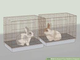 What Is The Gestation Period Of A Mini Lop Rabbit Christening Outfits Baby Boy