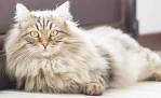 The Tabby Cat - Cat Breeds Encyclopedia