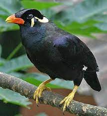 Pin On Birds
