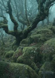 Wistman's Wood il bosco inglese più stregato di sempre in una serie di  scatti del fotografo Neil Burnell — ARTBOOMS
