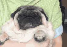 Check spelling or type a new query. Fat Dog Gifs Tenor