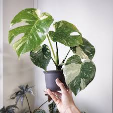 Monstera Thai Constellation Plants Cool Plants Indoor Plants