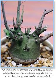 Image result for Adenia gummifera