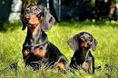 Standard Dachshund Appearance Info