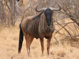 Wildebeest migration , masai mara national reserve. Blue Wildebeest In Kruger National Park South Africa Stock Photo Picture And Royalty Free Image Image 114127390