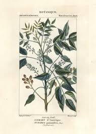 Image result for Discopodium penninervium