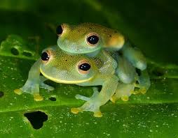 Image result for glass frog