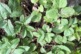 Giersch Bekampfen Unkraut Im Garten Pflanzen Giersch Bekampfen