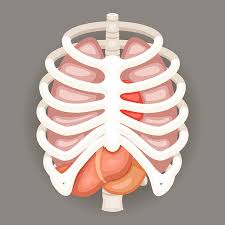 If your dog has developed a lump on the rib, your best option is to see your vet so to have it evaluated. 5 693 Rib Cage Stock Photos And Images 123rf