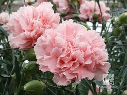 50 La France Pink Carnation Dianthus Caryophyllus Chabaud Flower Seeds Comb S H Carnation Flower Dianthus Caryophyllus Flower Seeds