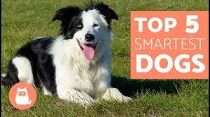 When searching, it's smart to start with top brands. The List Of Smartest Dog Breeds By Stanley Coren Complete List