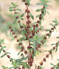 Image result for Ammannia baccifera