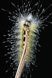 Black And Red Caterpillar Maine Moth Caterpillar Komahi Tvarini