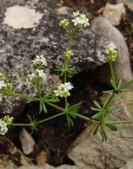 Image result for Galium scabrellum