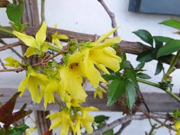 It provides only little wildlife benefit, but it is good for soil retention and a privacy barrier and is a fast grower. The Forsythia Is Probably The Most Planted Shrub It Is Loved Or Hated