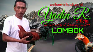 Satu hal lagi ayam shamo punya pukulan yang akurat mengenai lawan. Ayam Philipine Pure Boston Youtube