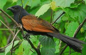 We did not find results for: Inilah Mitos Burung Bubut Makanan Harga Dan Suara