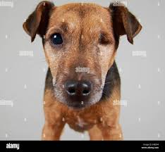 Jack con un occhio solo immagini e fotografie stock ad alta risoluzione