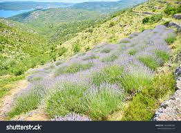 Lavender Fields On Hvar Croatia Purple Stock Photo Edit Now 1439900369