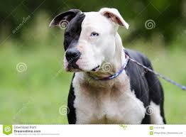 Welcome to pitbull's official youtube channel. Weisser Und Schwarzer Pitbull Hund Mit Blauem Auge Haustierrettungs Annahmephotographie Stockbild Bild Von Grafschaft Barke 115171209