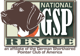 German shorthaired pointers have short, tough coats of hair. National Gsp Rescue Gspca