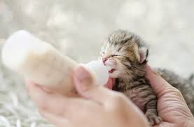 Yeni Dogmus Kedi Nasil Beslenir Yavru Kedi Bakimi Evcil Hayvan Bakimi 2020 Yavru Kediler Evcil Hayvan Bakimi Kedi