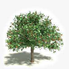 Maybe you would like to learn more about one of these? Apple White Transparent Stock Photography Tree Clip Art Png 1024x1024px Apple Branch Evergreen Fruit Fruit Tree