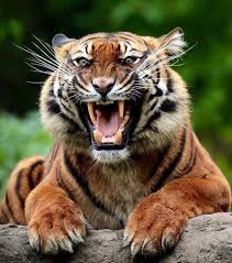 Tiger Animals Beautiful Pet Tiger Wild Cats