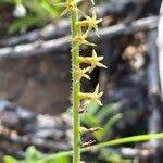 Image result for Heliotropium zeylanicum