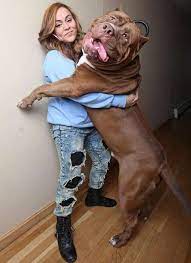 20 bolshih sobak kotorye ponyatiya ne imeyut naskolko ogromny ogromnye sobaki pitbul bolshie sobaki