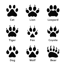 Thalia.de has been visited by 100k+ users in the past month 205 506 Cat Paw Stock Photos And Images 123rf