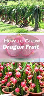 How To Grow Dragon Fruit How To Grow Dragon Fruit Fruit Garden Plants