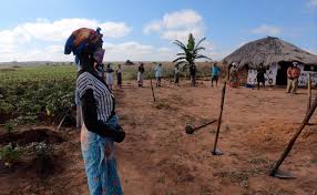 Oil production and its supporting activities contribute about 50% of gdp, more than 70% of government revenue, and more than 90% of the country's exports; Stopping Covid 19 From Reaching Family Farmers In Angola Africa Renewal