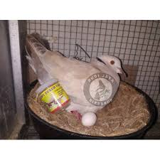 Harga burung derkuku memang relative lebih murah. Jamu Subur Uritan Anggunan Vitamin Ternak Burung Perkutut Derkuku Tekukur Derkuku Puter Pelung Deruk Shopee Indonesia