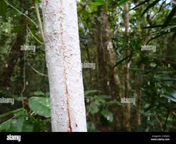 Image result for Ochna arborea
