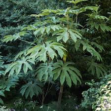 Image result for Tetrapanax
