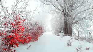 Winter Desktop Wallpaper Winter Wallpaper Hd Cute Is Hd Wallpapers Backgrounds For Desktop O In 2020 Winter Wallpaper Winter Wallpaper Hd Beautiful Nature Pictures