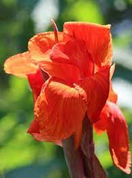 Shop For Cannas Algerald S Plants And Bulbs Canna Bulbs Canna Flower Plants