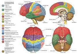 Neuroanatomy The Basics Dana Foundation