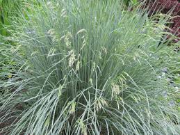 Easy to grow and thrives in nearly any soil. Hardy Ornamental Grasses Phelan Gardens