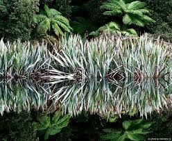 Mascolori Jungle Fever