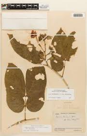 Image result for Senna bacillaris