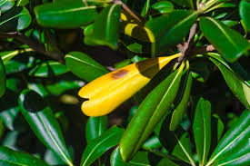 Gummibaum Verliert Blatter Tipps Bei Blattverlust Plantura