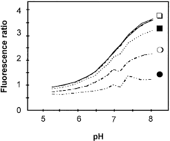 The formula is inverted because h + binding to bcecf causes a decrease in. Bcecf Am Loading Conditions Fluorescence Ratios At 490and 450 Nm Download Scientific Diagram