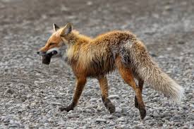 Various Tundra Animals Conserve Energy Future